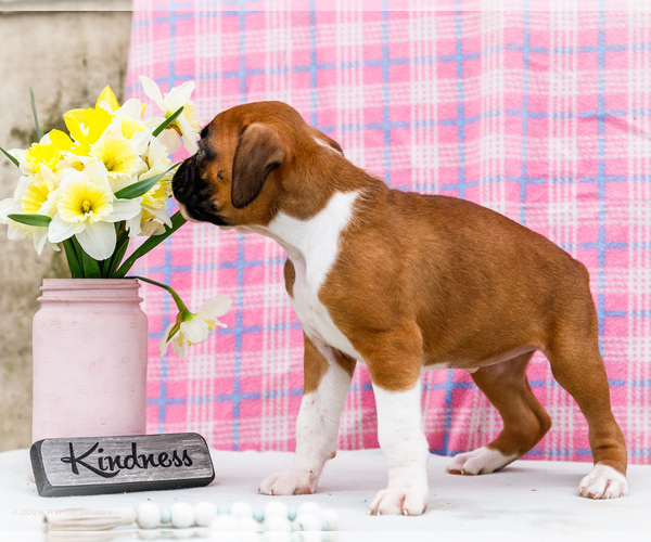 Medium Photo #8 Boxer Puppy For Sale in WAKARUSA, IN, USA