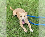 Small #6 Labrador Retriever Mix