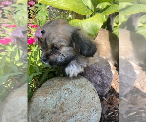 Medium Photo #3 ShihPoo Puppy For Sale in TRAVELERS REST, SC, USA