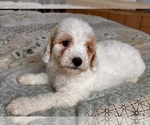 Small Photo #55 Goldendoodle (Miniature) Puppy For Sale in PENSACOLA, FL, USA