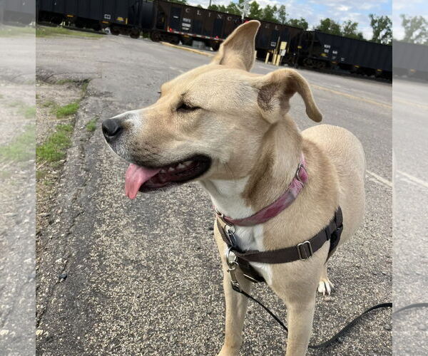Medium Photo #24 American Pit Bull Terrier-Unknown Mix Puppy For Sale in Fargo, ND, USA