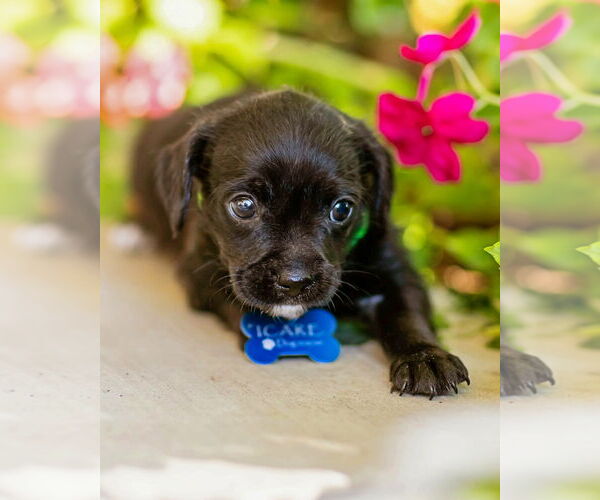 Medium Photo #4 Chihuahua-Unknown Mix Puppy For Sale in Corona, CA, USA