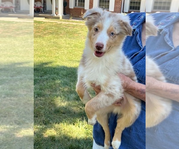 Medium Photo #2 Miniature Australian Shepherd Puppy For Sale in WENTZVILLE, MO, USA