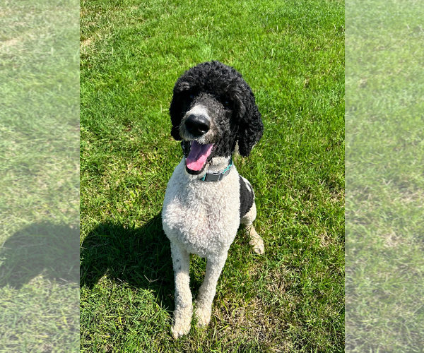 Medium Photo #2 Poodle (Standard) Puppy For Sale in Pacolet, SC, USA