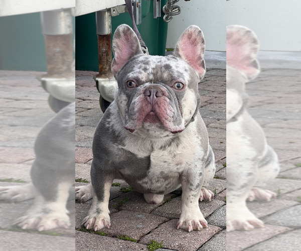 Medium Photo #16 French Bulldog Puppy For Sale in LEHIGH ACRES, FL, USA