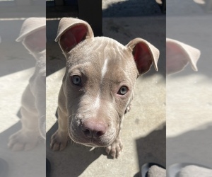 American Staffordshire Terrier Puppy for sale in PHILADELPHIA, PA, USA