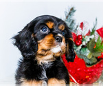 Puppy Garland Cavalier King Charles Spaniel