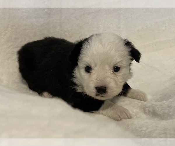 Medium Photo #3 Miniature Australian Shepherd Puppy For Sale in FORT MORGAN, CO, USA