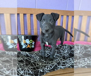 **ALVIN** - Male Border Collie-Unknown Mix Dog for Adoption - Photo #3