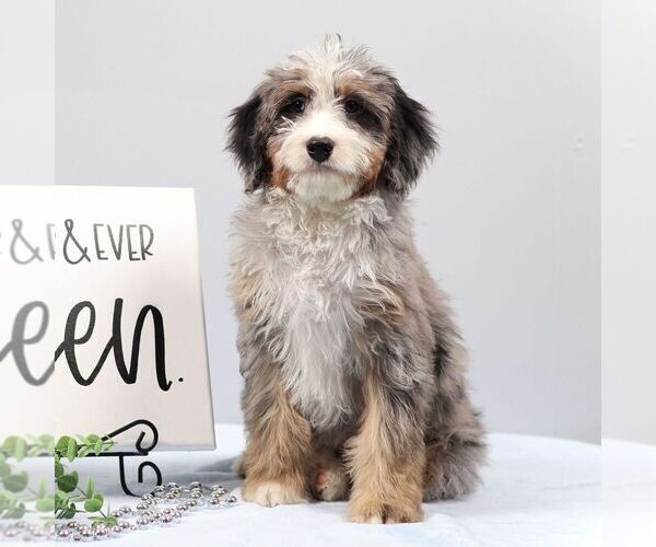 Medium Photo #2 Bernedoodle (Miniature) Puppy For Sale in LIVINGSTON, WI, USA