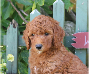 Goldendoodle-Poodle (Standard) Mix Puppy for sale in PARADISE, PA, USA
