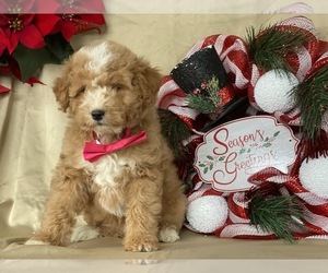 Sheltidoodle Puppy for sale in LANCASTER, PA, USA