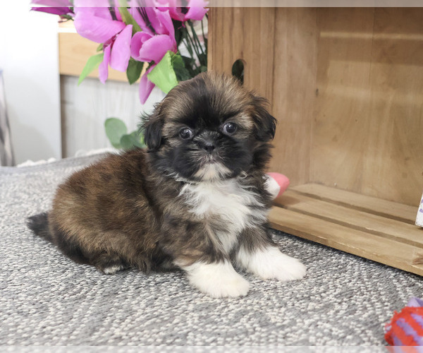 Medium Photo #2 Shih Tzu Puppy For Sale in SYRACUSE, IN, USA