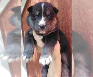Siberian Husky Puppy for sale in RINGGOLD, GA, USA