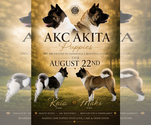 Akita Puppy for sale in STRAFFORD, MO, USA