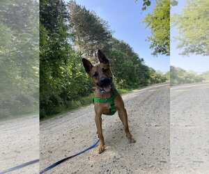 Charlie *BALL IS LIFE*TRANSPORTATION AVAILABLE* - Female Mutt Dog for Adoption - Photo #3