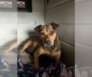 Mountain Cur-Unknown Mix Dogs for adoption in New Orleans, LA, USA