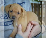 Small #1 Italian Greyhuahua