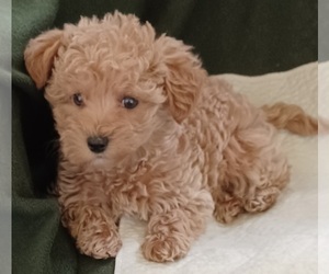 -Poodle (Toy) Mix Puppy for sale in ADKINS, TX, USA