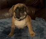 Small French Bulldog