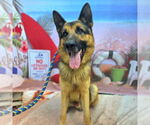 Small German Shepherd Dog