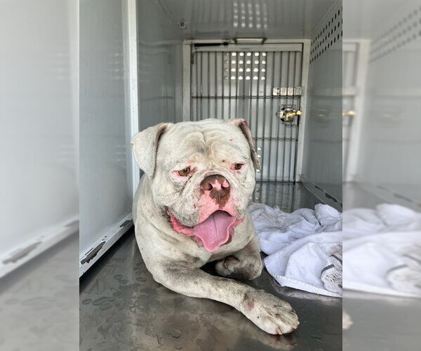 Medium Photo #1 American Bulldog Puppy For Sale in Stockton, CA, USA