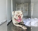 Small American Bulldog