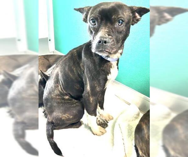 Medium Photo #1 Boston Terrier-Texas Heeler Mix Puppy For Sale in Visalia, CA, USA