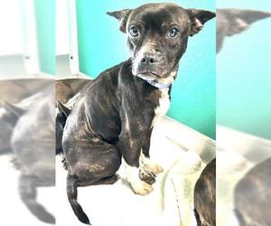 Boston Terrier-Texas Heeler Mix Dogs for adoption in Visalia, CA, USA