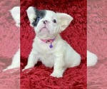 Small Photo #93 French Bulldog Puppy For Sale in CHICAGO, IL, USA