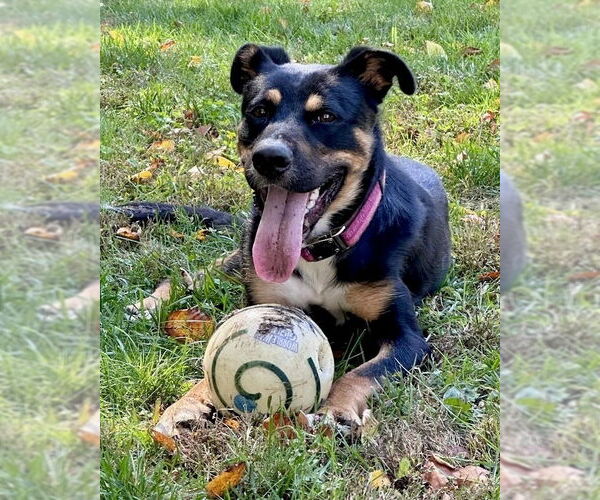 Medium Photo #38 Rottweiler-Unknown Mix Puppy For Sale in Brewster, NY, USA