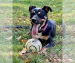 Small #37 Rottweiler Mix