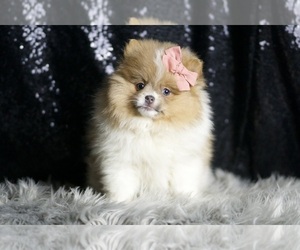 Pomeranian Puppy for Sale in WARSAW, Indiana USA