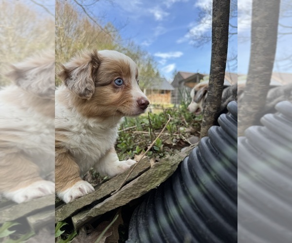 Medium Photo #8 Aussie-Corgi Puppy For Sale in ESPERANCE, NY, USA