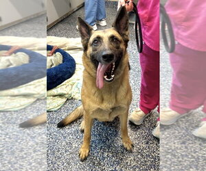 German Shepherd Dog Dogs for adoption in Manahawkin, NJ, USA