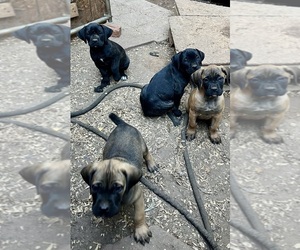 American Pit Bull Terrier-Cane Corso Mix Puppy for sale in FAIRBURN, GA, USA