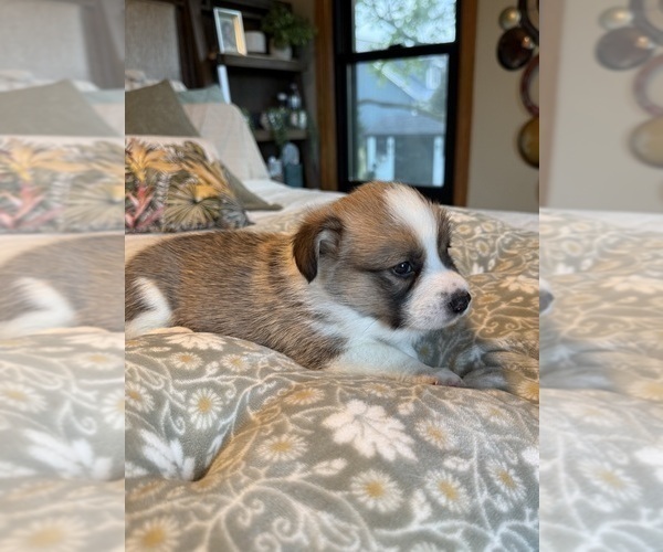 Medium Photo #26 Pembroke Welsh Corgi Puppy For Sale in GRAND RAPIDS, MI, USA