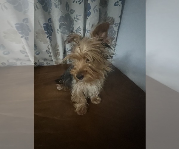 Medium Photo #19 Yorkshire Terrier Puppy For Sale in DURHAM, CT, USA
