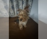 Small #18 Yorkshire Terrier