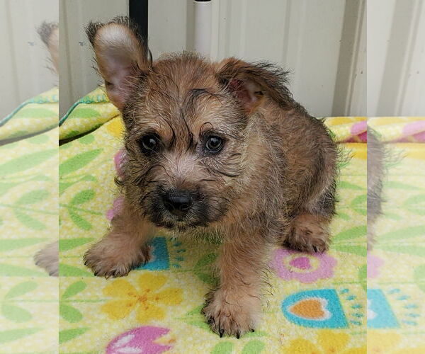 Medium Photo #1 Cairn Terrier Puppy For Sale in Mountain View, MO, USA