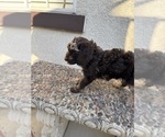Small #1 Bernedoodle