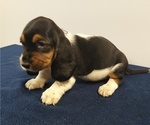 Small Photo #16 Basset Hound Puppy For Sale in SODDY DAISY, TN, USA