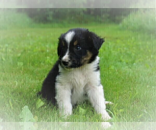 Medium Photo #3 Border Collie Puppy For Sale in LUBLIN, WI, USA