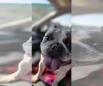 Violet - Female French Bulldog Dog for Adoption - Small photo