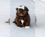 Small #1 Shih Tzu