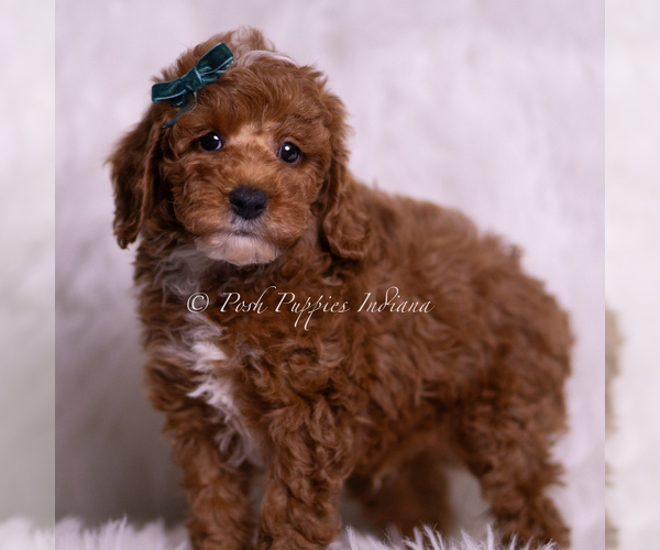 Medium Photo #5 Poodle (Toy) Puppy For Sale in WARSAW, IN, USA