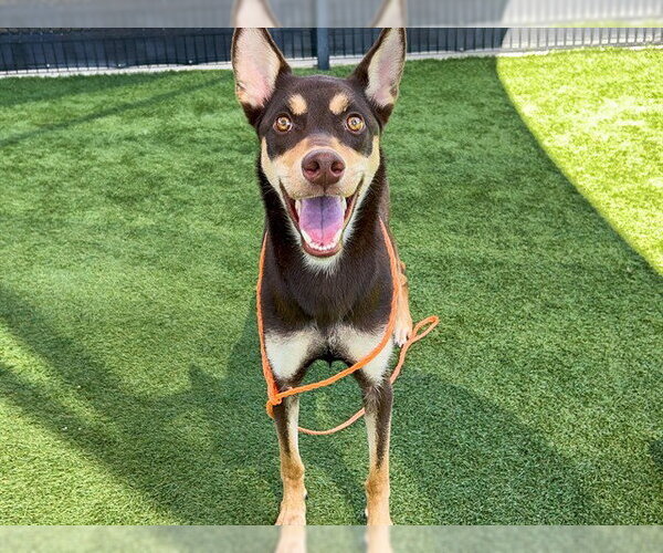 Medium Photo #1 Scottish Collisky Puppy For Sale in Orange, CA, USA
