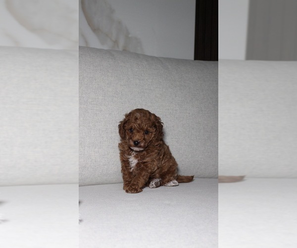 Medium Photo #3 Poodle (Toy) Puppy For Sale in PORTLAND, OR, USA