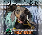 Finley Robert+ - Male Dachshund Dog for Adoption - Small photo