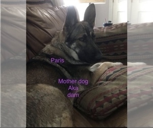 Mother of the German Shepherd Dog puppies born on 11/11/2023